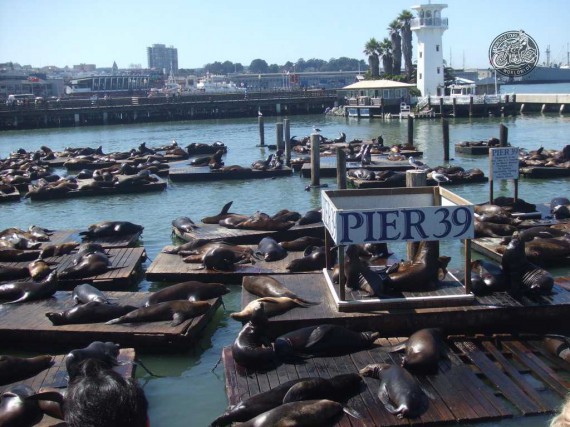 Das Pier 39. Die Kollegen auf den Brettern sind übrigens keine Touristen. Grins...