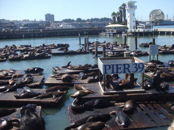Das Pier 39 in San Fransisco. Ungewöhnliche Eindrücke!