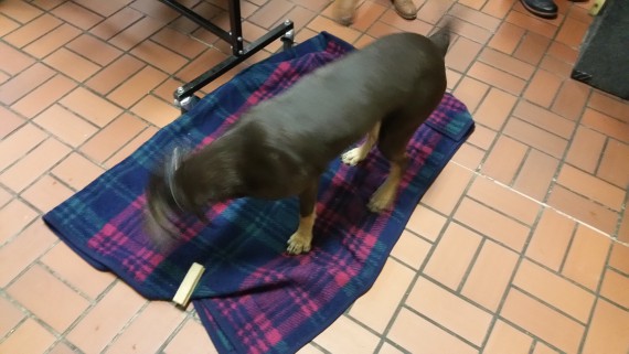 Konnten sich ebenfalls frei bewegen. Für Tiere besteht erhöhter Bedarf!